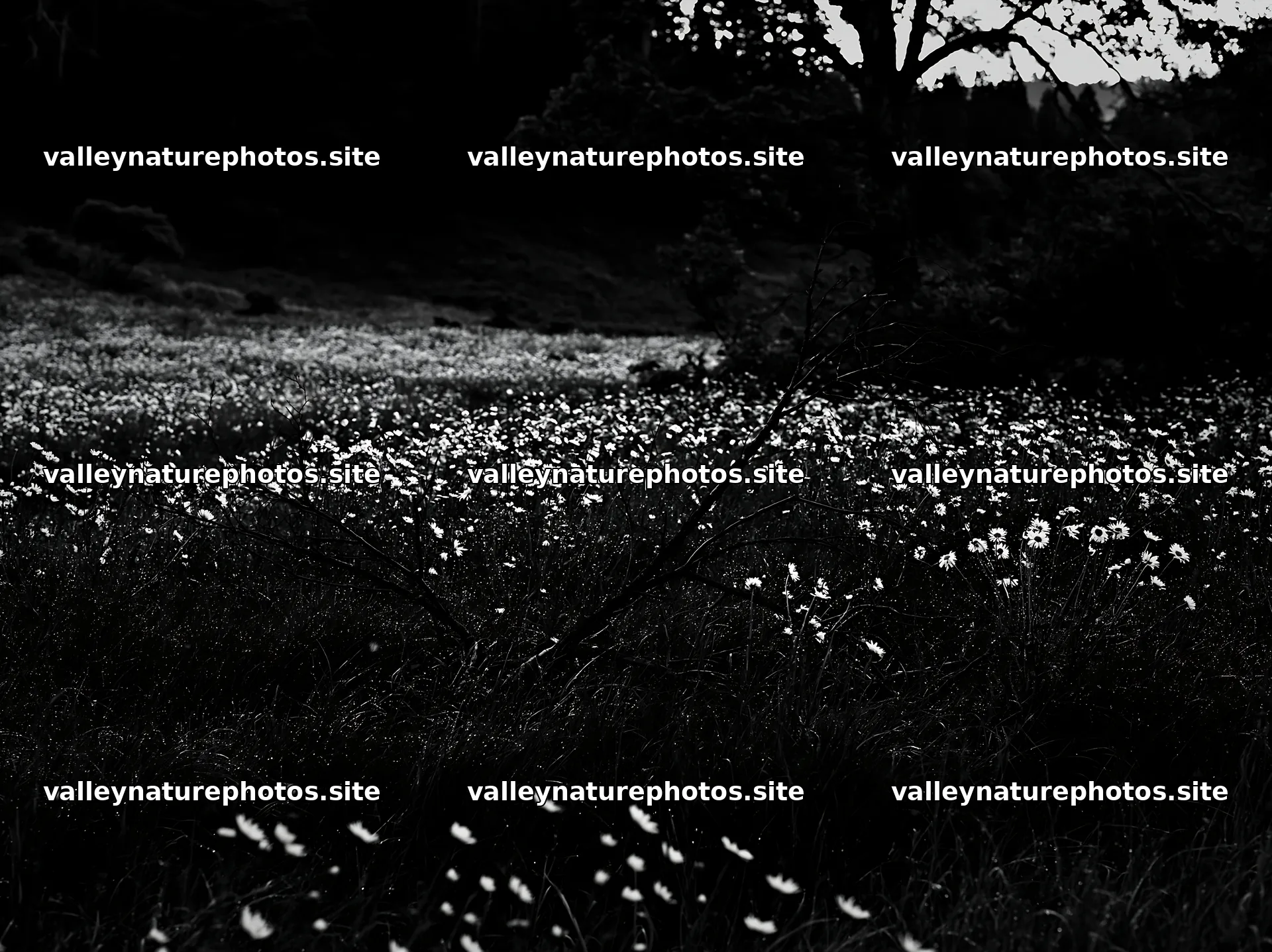 Yamagata rewilded meadow with fallen branch in the foreground – nature photography 9174x6866