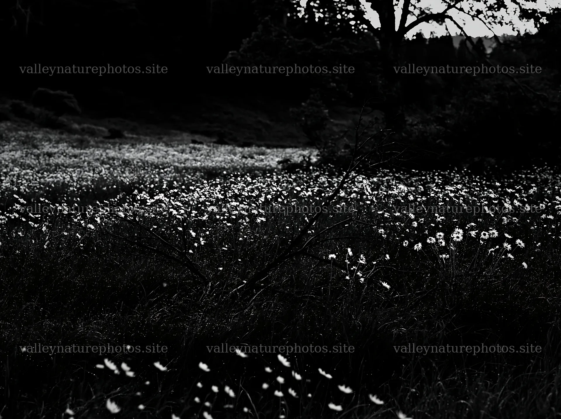 Yamagata rewilded meadow with fallen branch in the foreground – nature photography 9174x6866