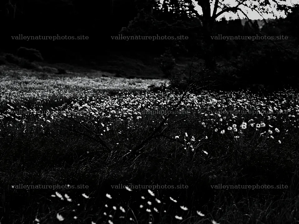 Yamagata rewilded meadow with fallen branch in the foreground – nature photography 9174x6866