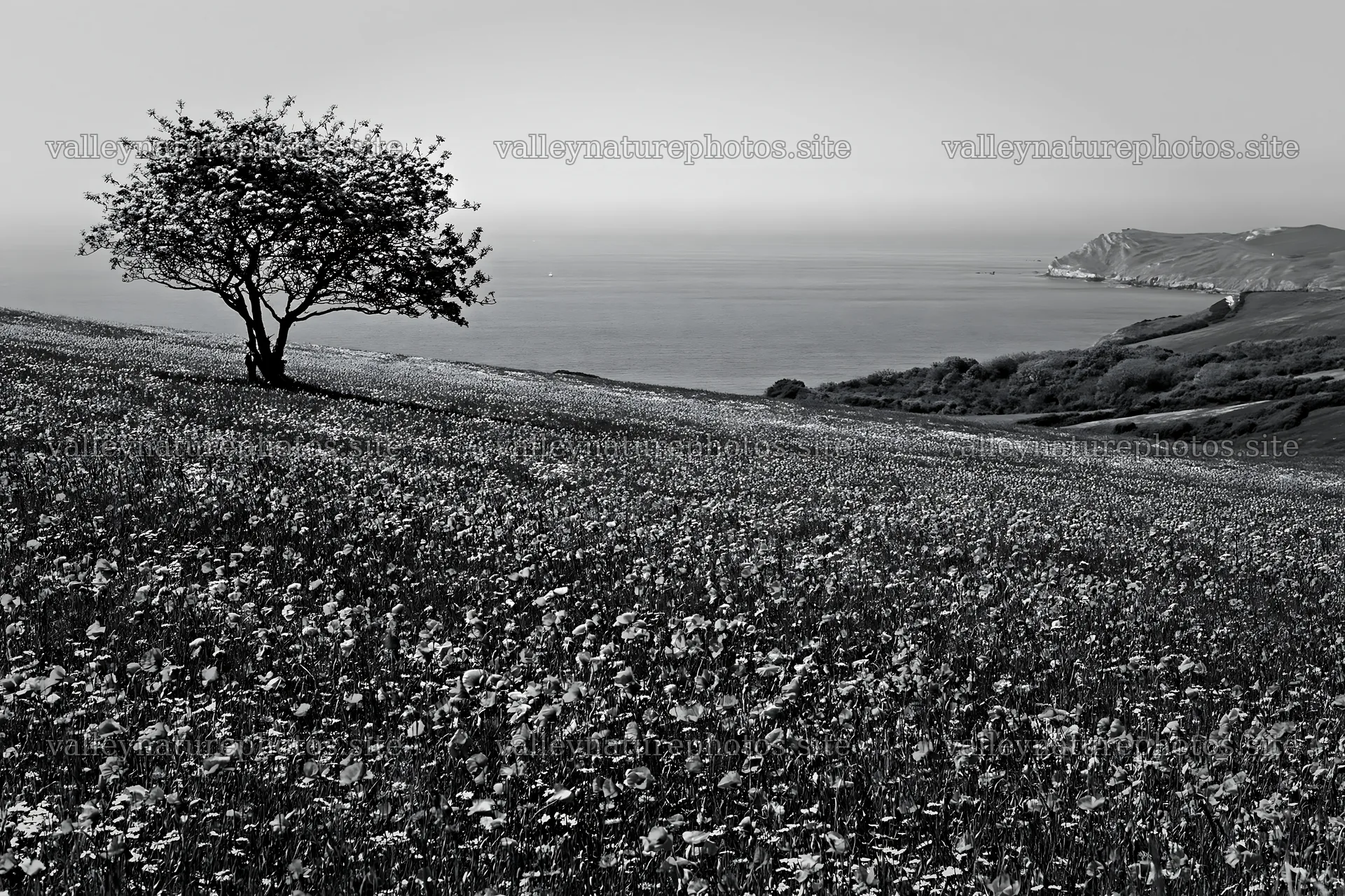 First leaves in Easter meadow by the sea – nature photography 9722x6480
