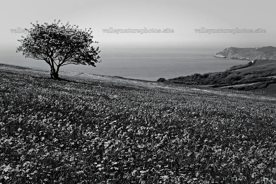First leaves in Easter meadow by the sea – nature photography 9722x6480