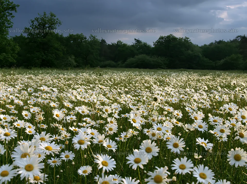 Meadow flowers at the edge of the forest under a cloudy sky – nature photography 9174x6866