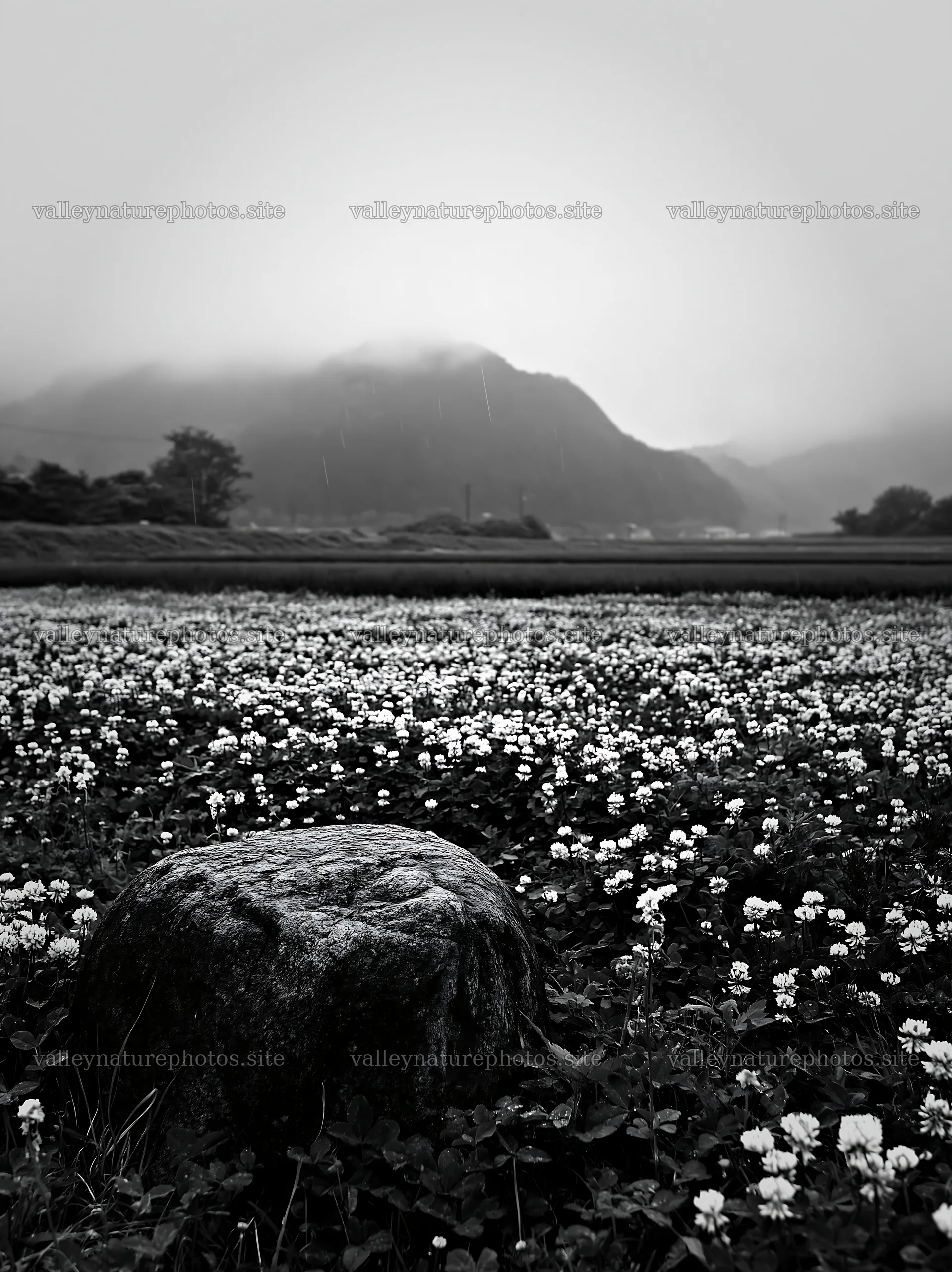 Hiroshima meadow with rocks and flowers during rain – nature photography 6866x9174