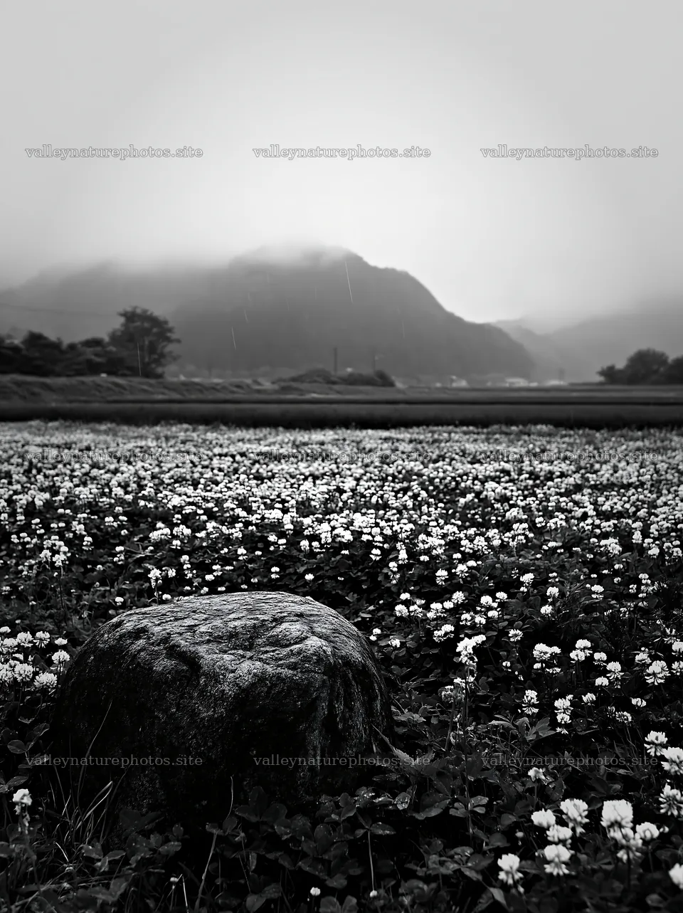 Hiroshima meadow with rocks and flowers during rain – nature photography 6866x9174