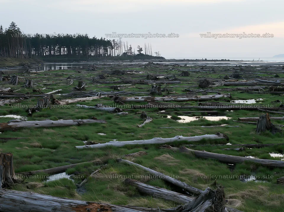 Ishikawa coastal meadow with storm washed driftwood and grass – nature photography 9174x6866