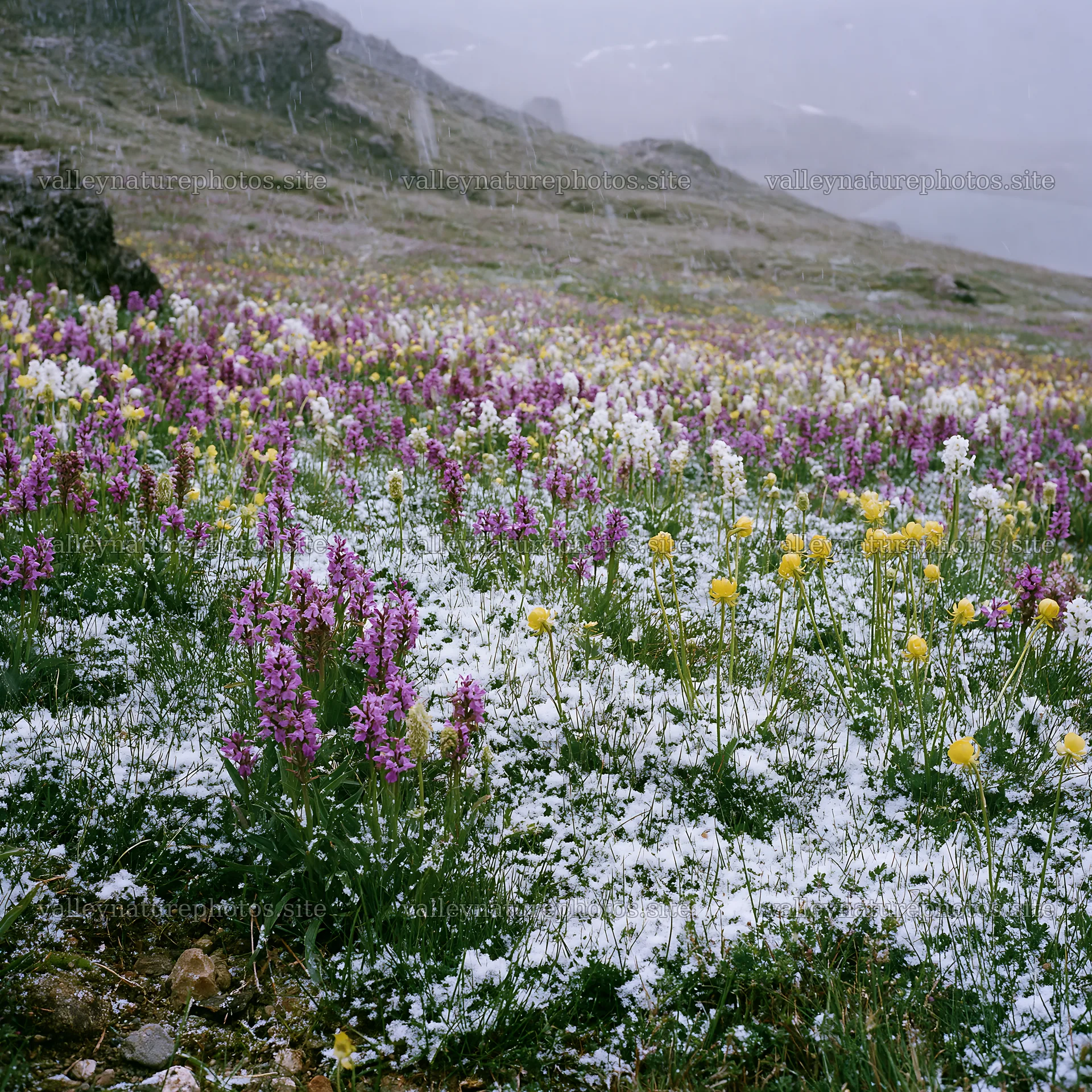 Colorful orchid meadow with snow and mountain backdrop – nature photography 7938x7938