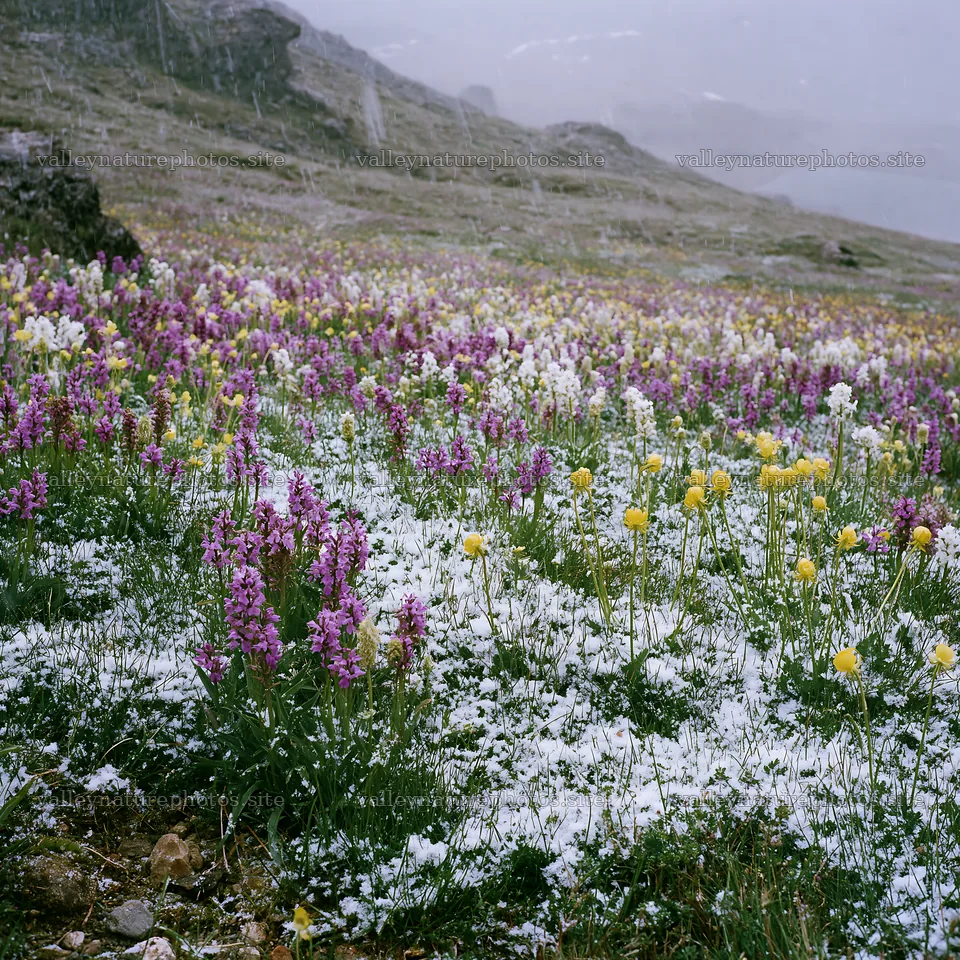 Colorful orchid meadow with snow and mountain backdrop – nature photography 7938x7938