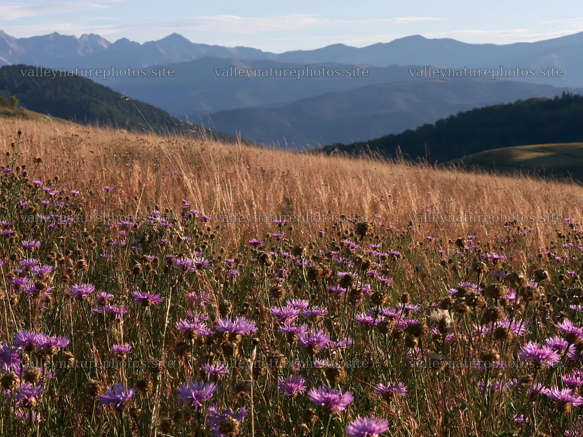 French meadow below Pyrenees range with wildflowers and hills – nature photography 9174x6866