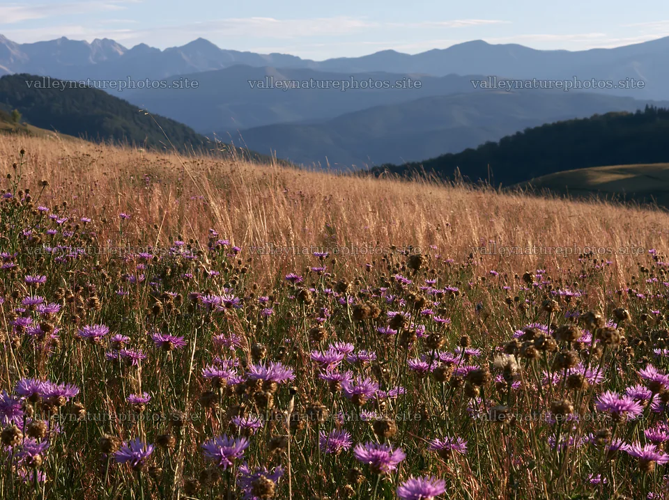 French meadow below Pyrenees range with wildflowers and hills – nature photography 9174x6866