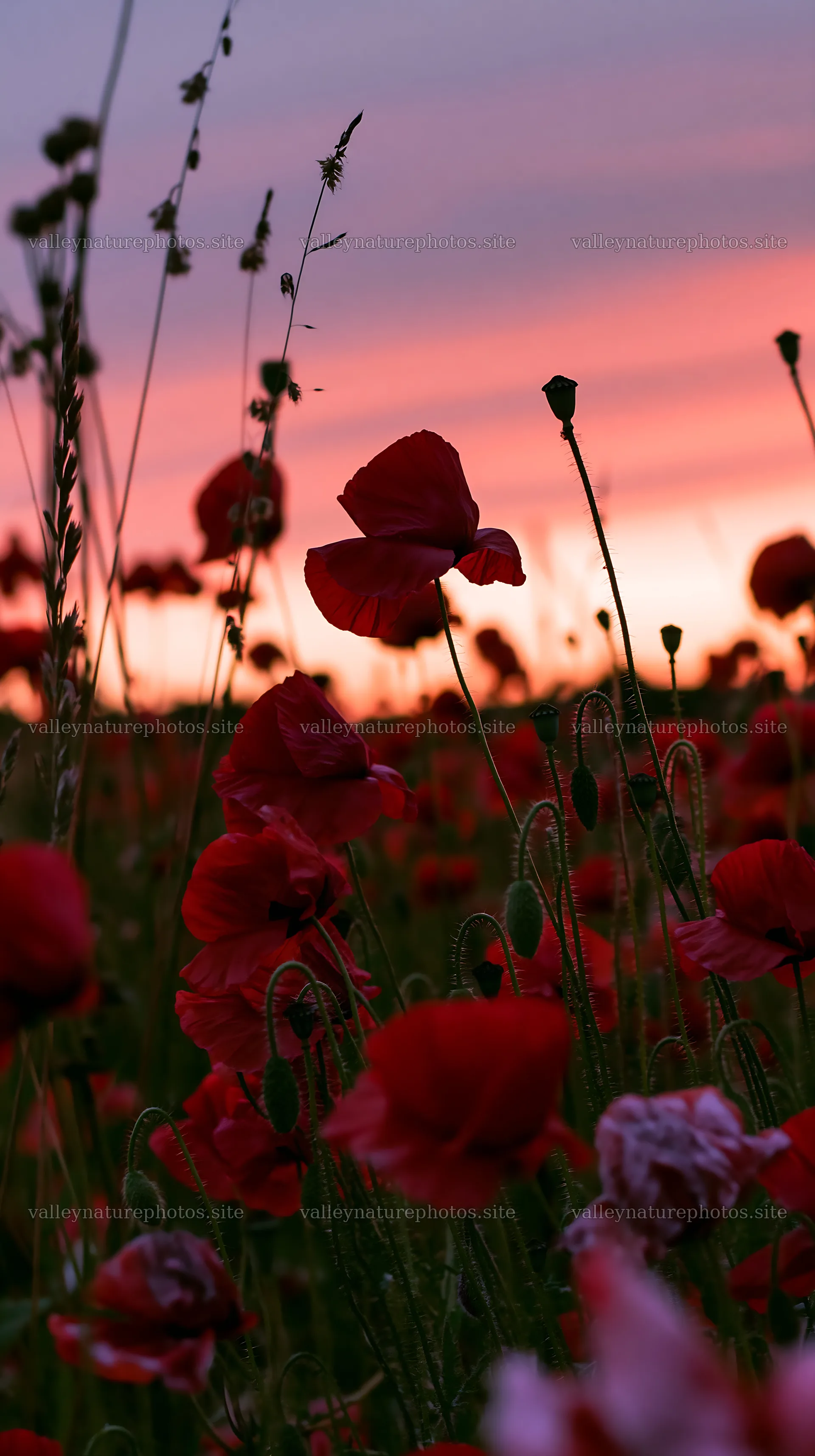 Colorful poppy meadow at sunset with pink sky – nature photography 5938x10608