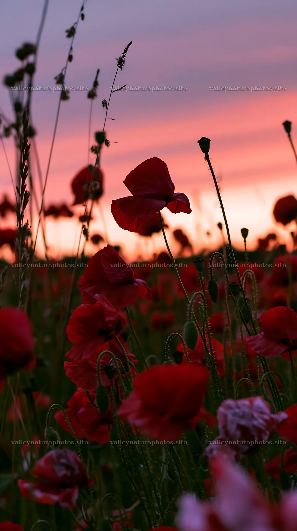 Colorful poppy meadow at sunset with pink sky – nature photography 5938x10608