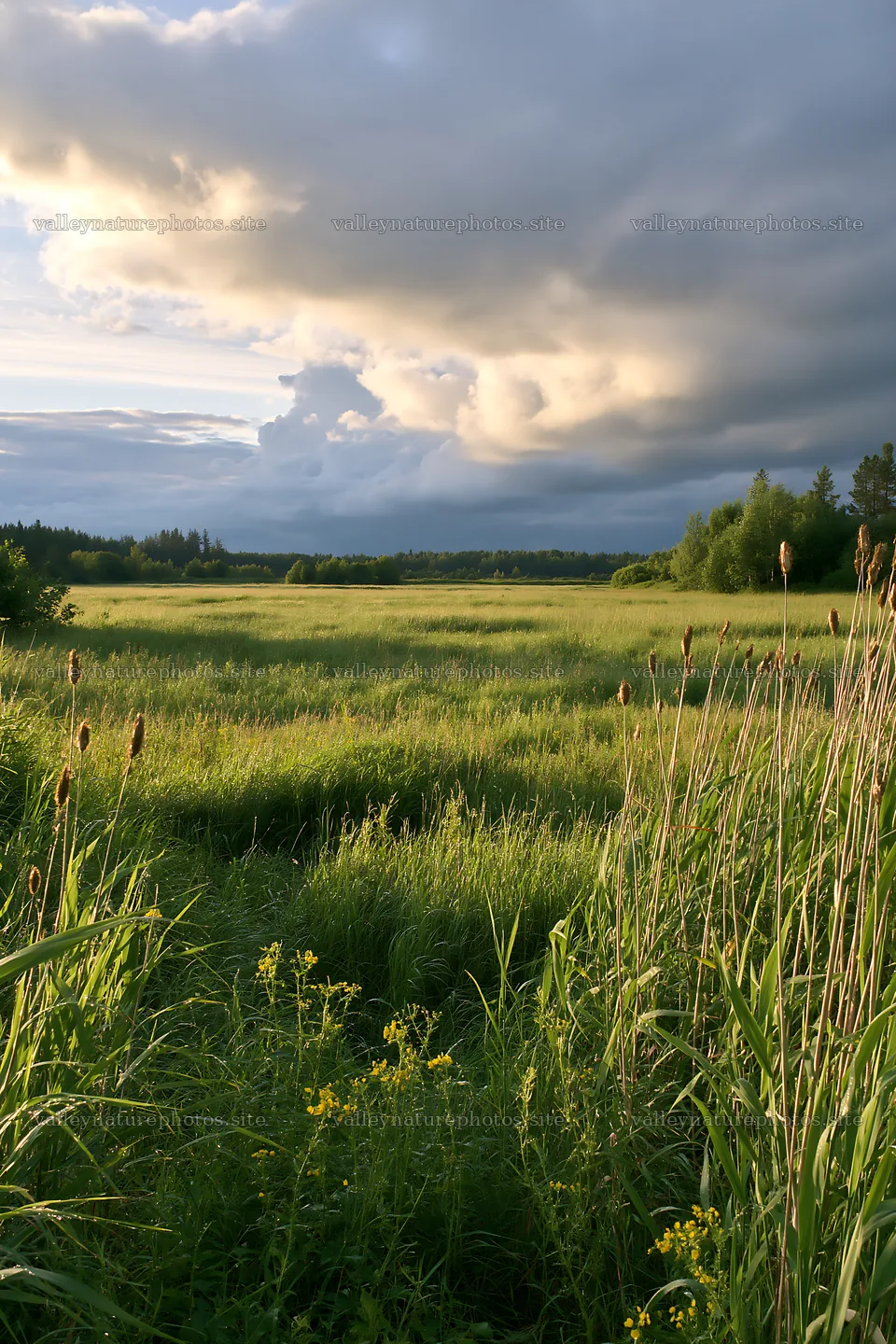 Saga floodplain meadow with reed foreground and cloudy sky – nature photography 6480x9722
