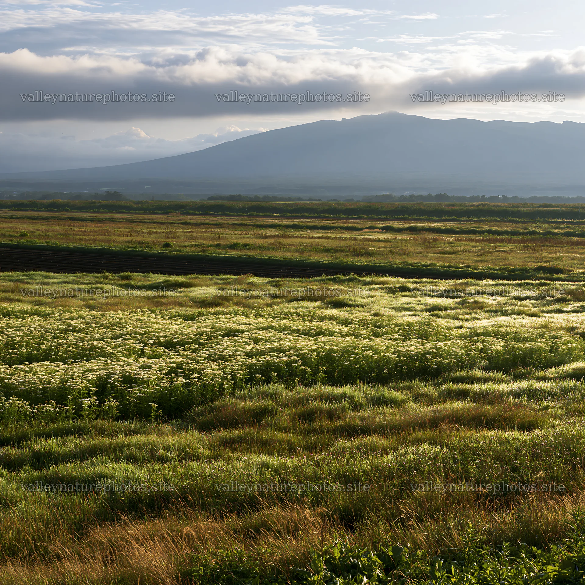 Expansive Hokkaido restoration meadow with dewdrops – nature photography 7938x7938