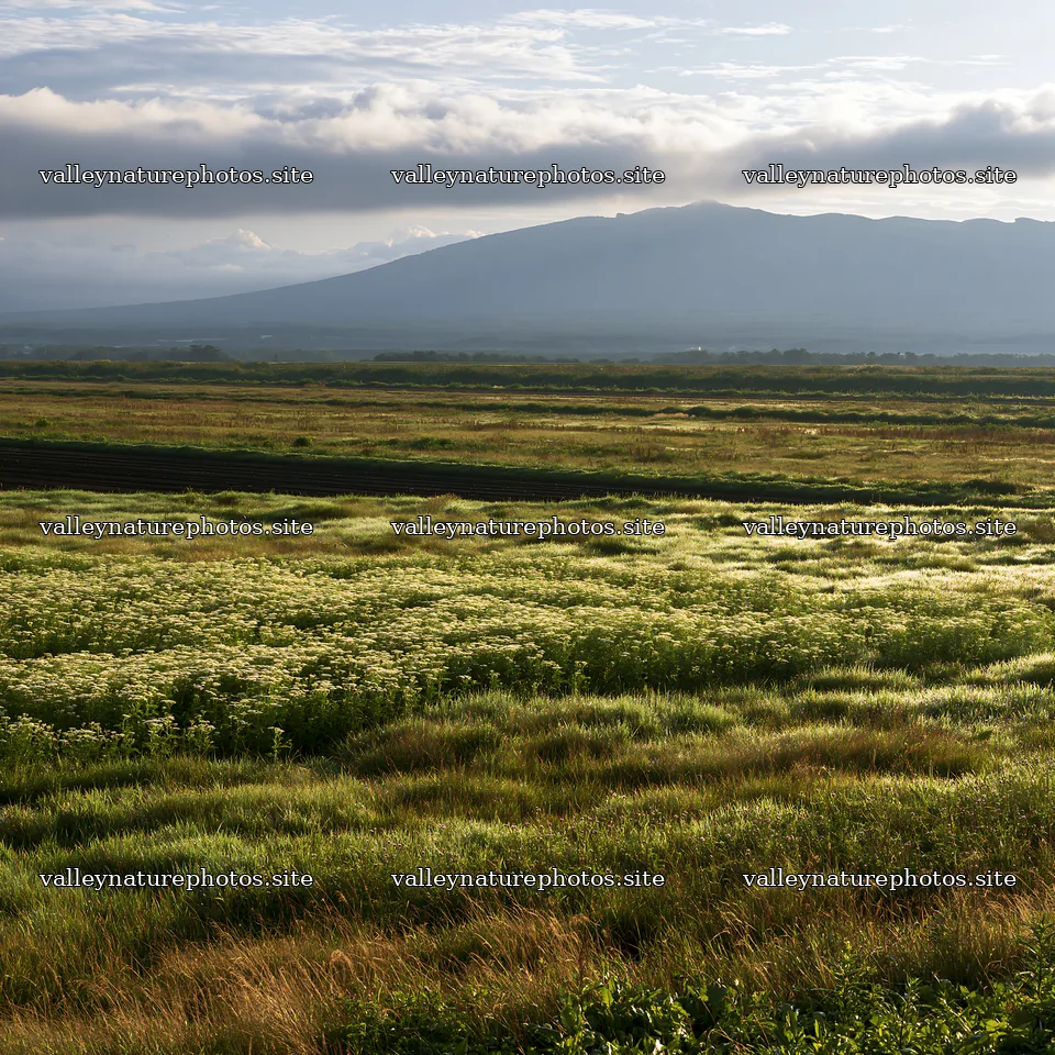 Expansive Hokkaido restoration meadow with dewdrops – nature photography 7938x7938