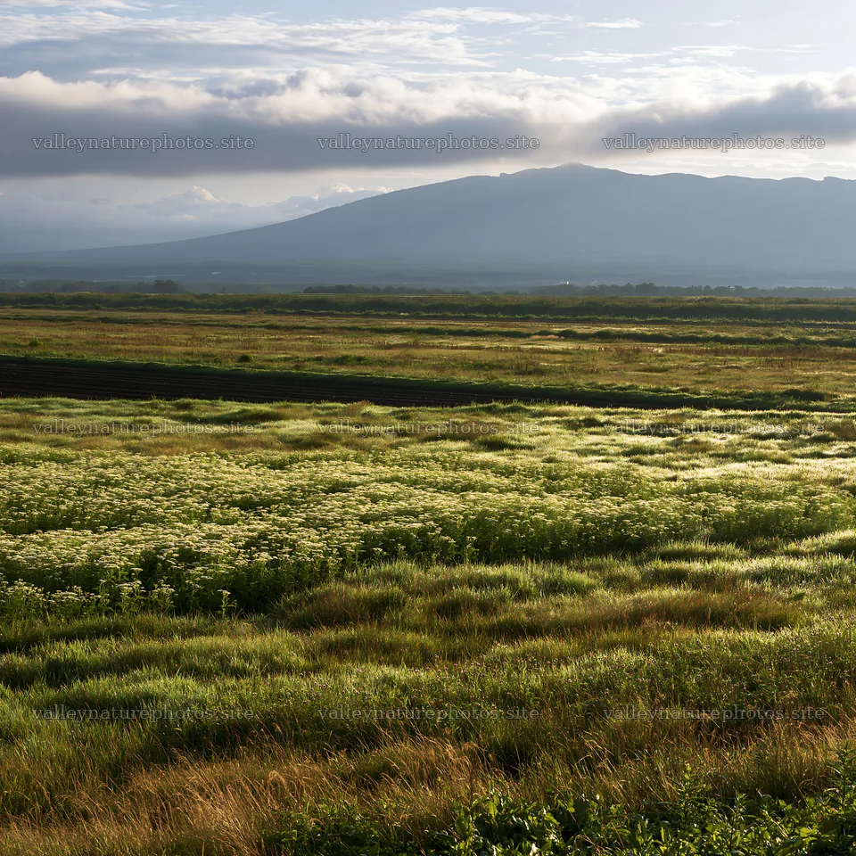 Expansive Hokkaido restoration meadow with dewdrops – nature photography 7938x7938