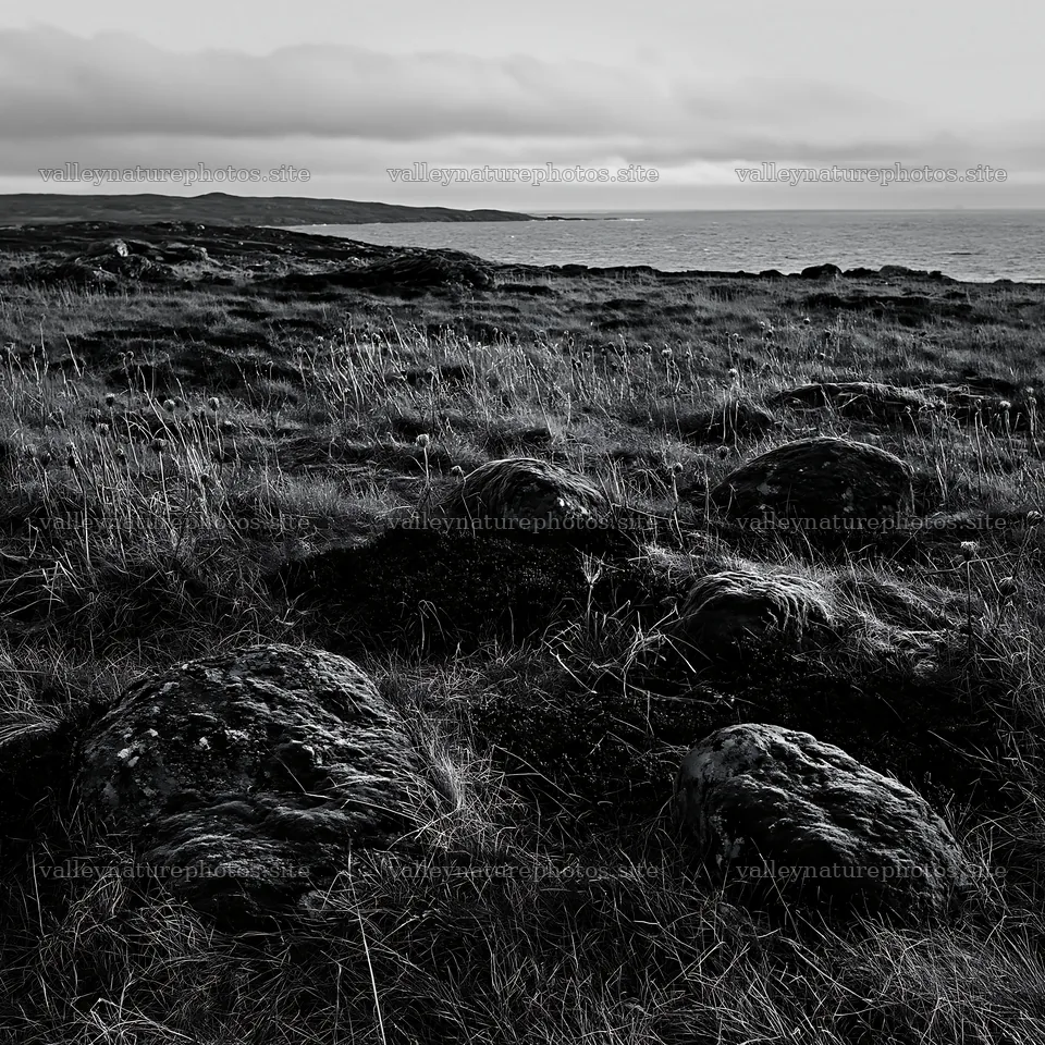Mossy boulder meadow surrounded by grass and ocean view – nature photography 7938x7938