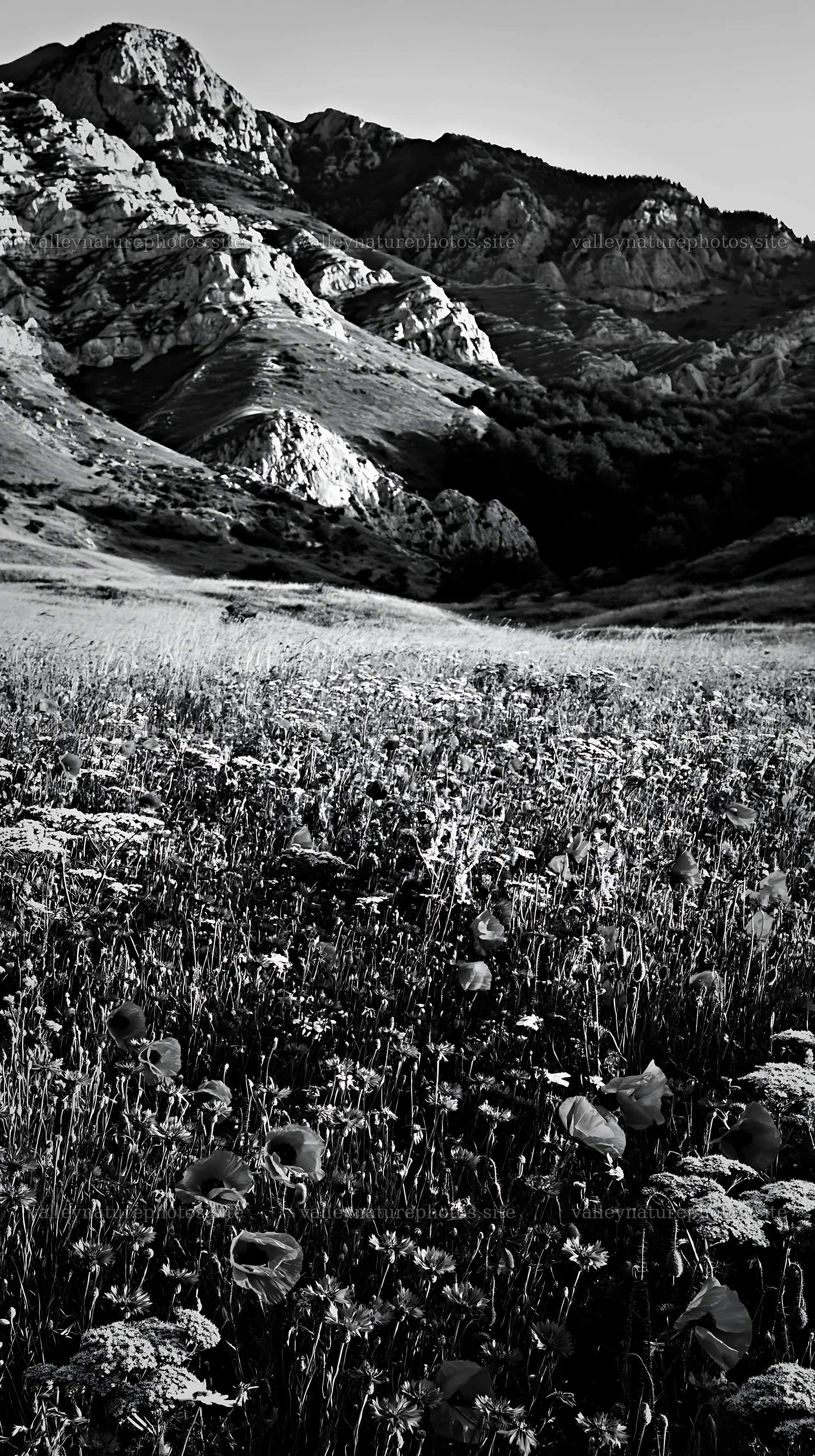 Summer hay meadows in Transylvania under mountain backdrop – nature photography 5938x10608