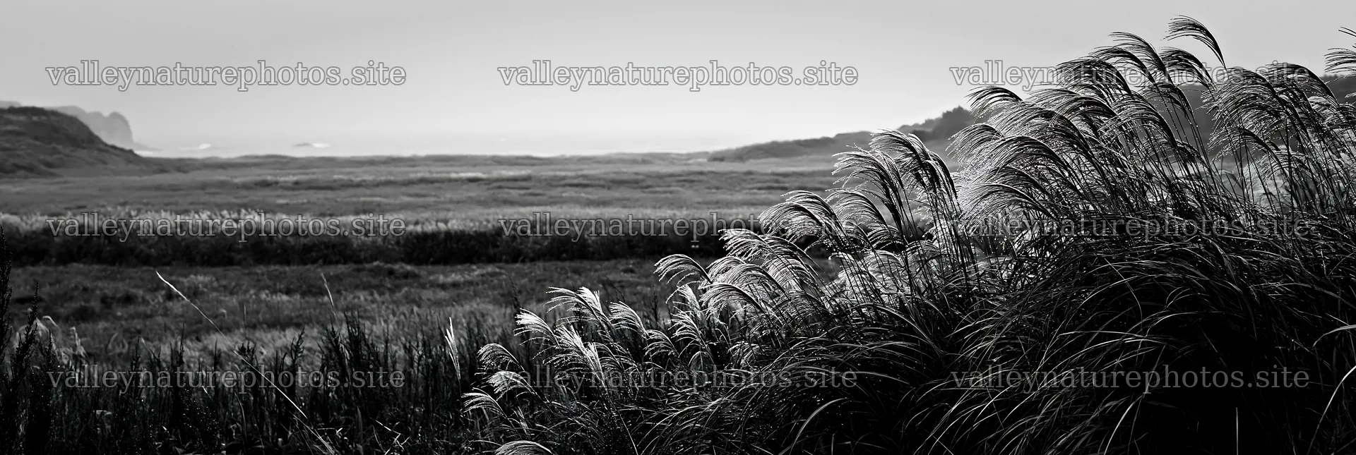 Fukui native grass meadow rain droplets enhance natural scenery – nature photography 13690x4602