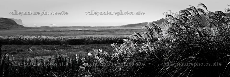 Fukui native grass meadow rain droplets enhance natural scenery – nature photography 13690x4602