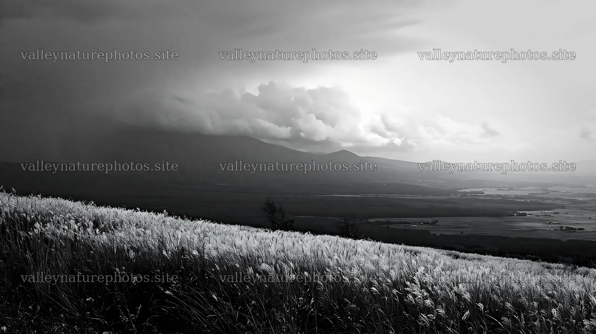 Hokkaido silver grass meadow seedheads in stormy weather – nature photography 10608x5938