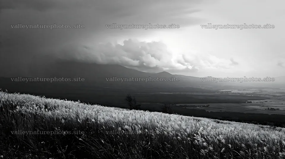 Hokkaido silver grass meadow seedheads in stormy weather – nature photography 10608x5938