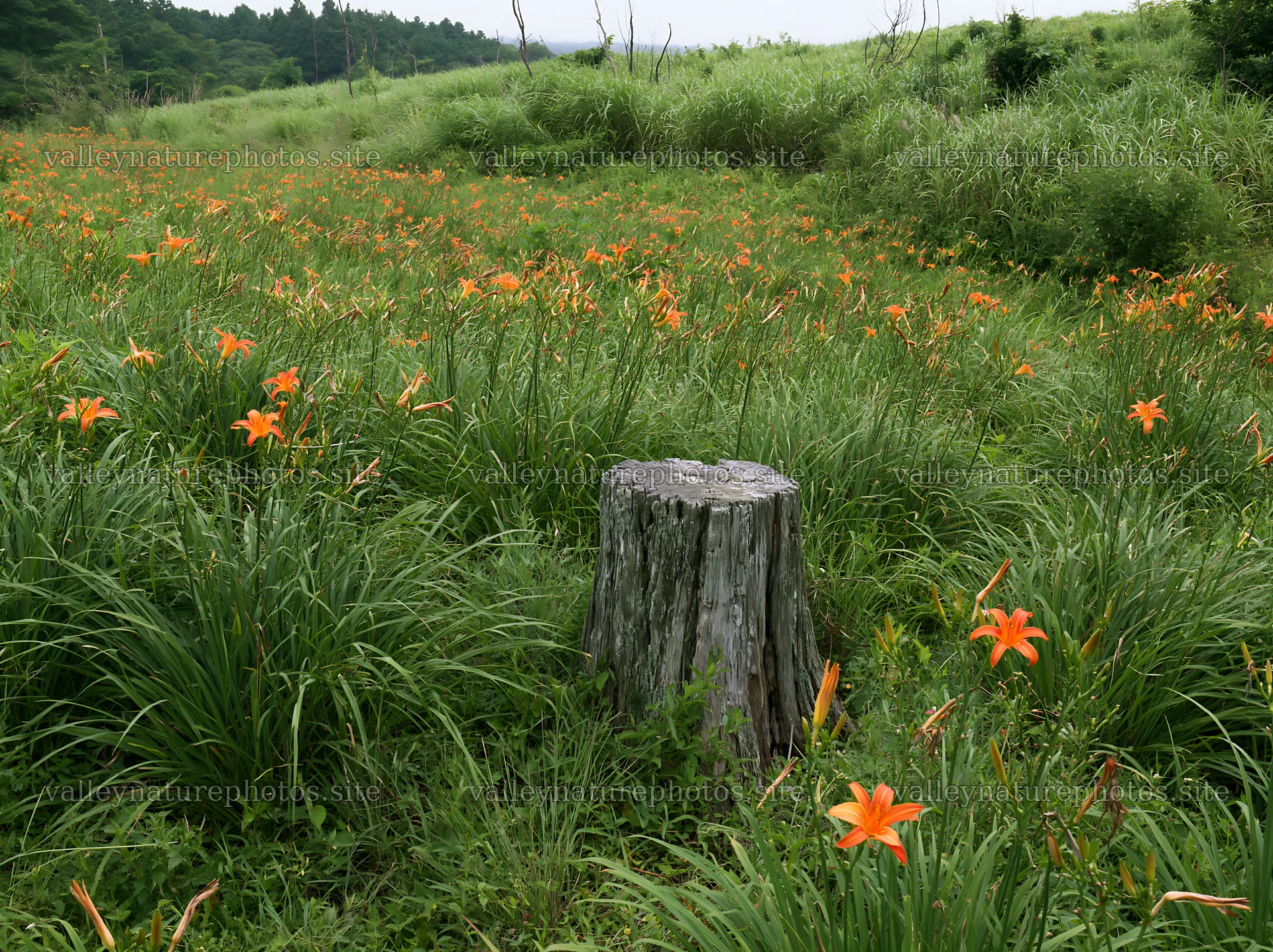 Fukushima native meadow with weathered stump – nature photography 9174x6866