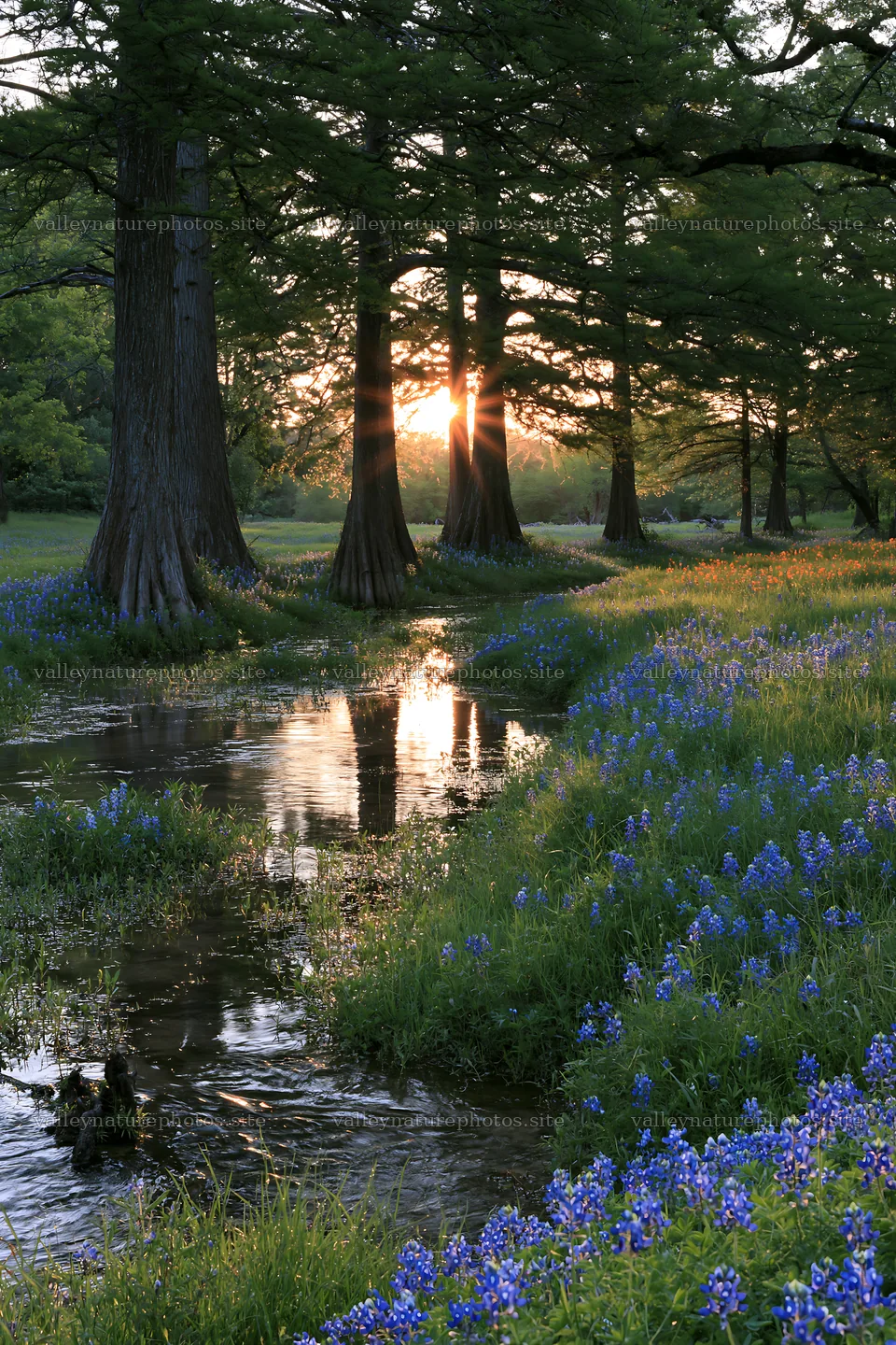 Bluebonnet meadow sunrise over water with trees and reflection – nature photography 6480x9722
