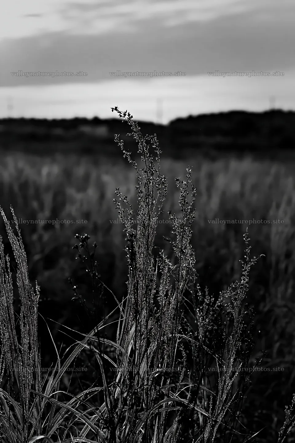 Aichi restored meadow with autumn seedheads in background – nature photography 6480x9722