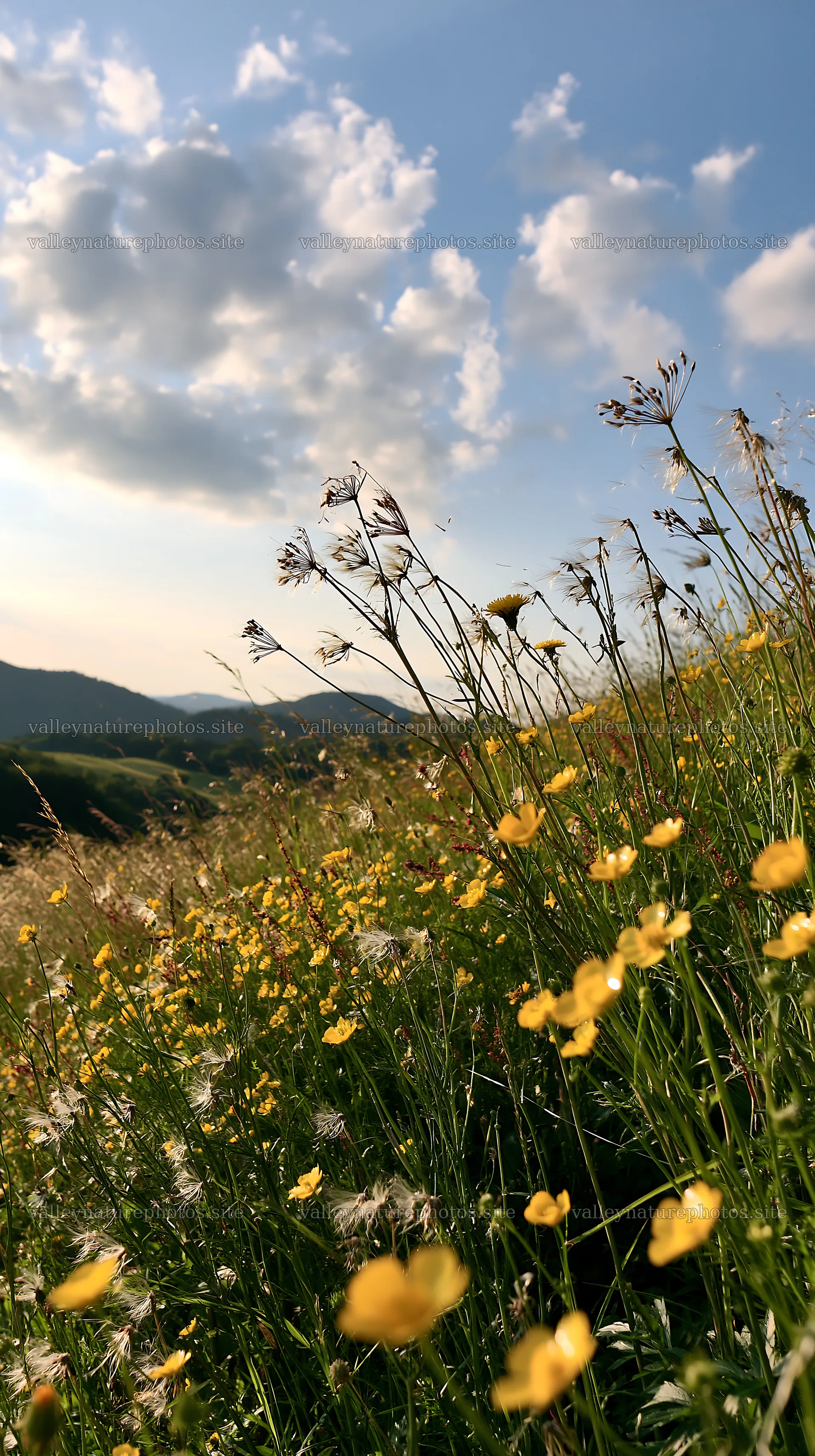 German foothill meadow filled with yellow flowers – nature photography 5938x10608