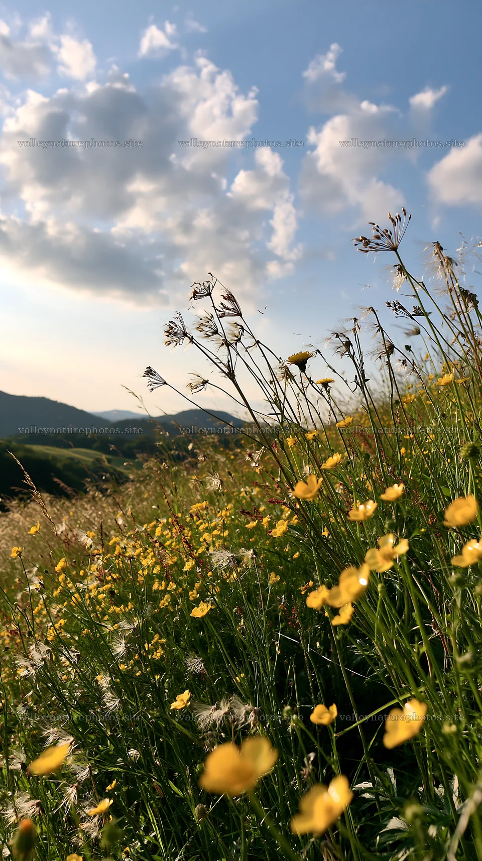 German foothill meadow filled with yellow flowers – nature photography 5938x10608