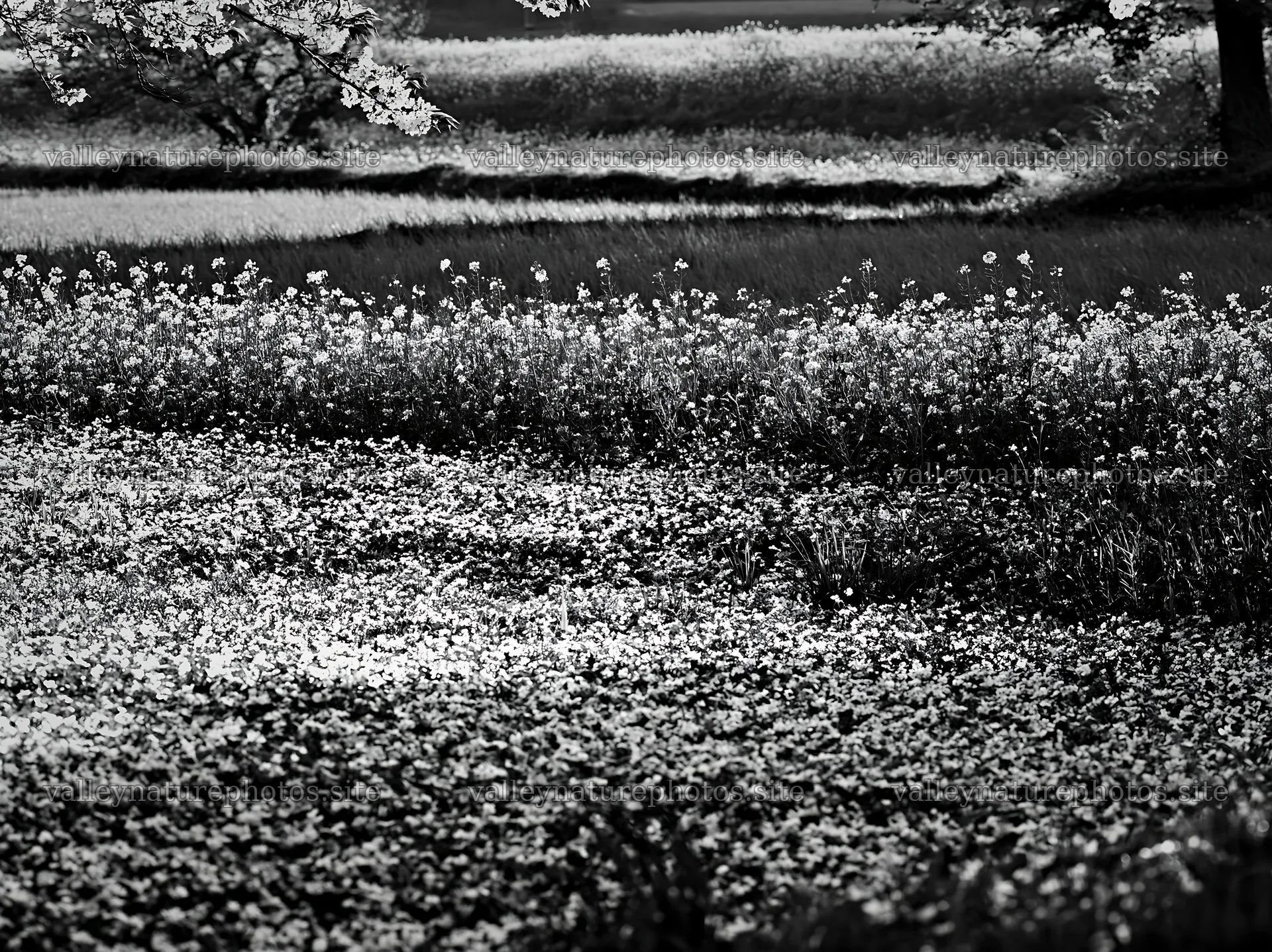 Spring meadow in Fukuoka with fallen blossoms across the ground – nature photography 9174x6866