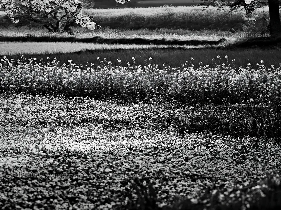 Spring meadow in Fukuoka with fallen blossoms across the ground – nature photography 9174x6866