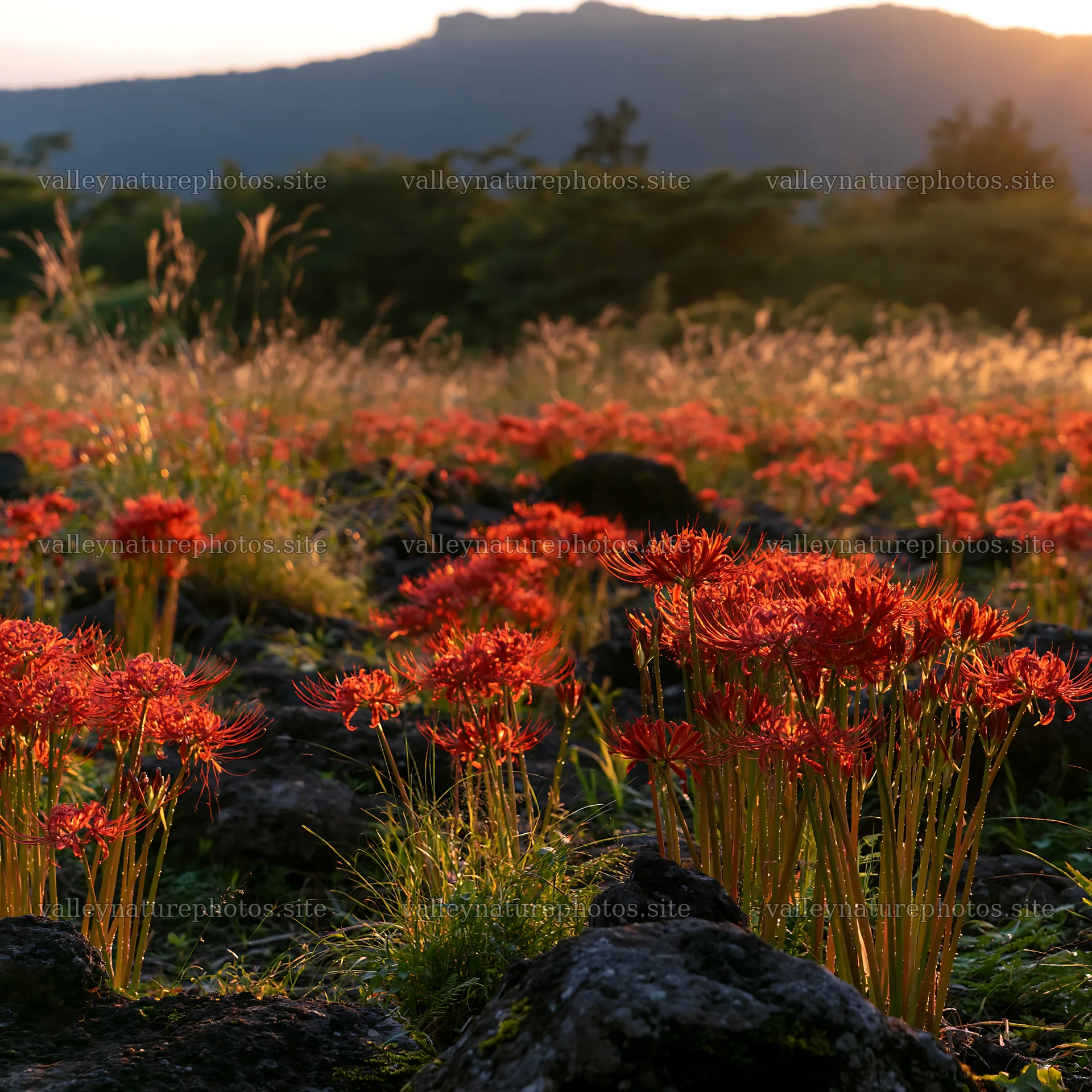 Kanagawa heat resilient meadow volcanic stones at sunset – nature photography 7938x7938