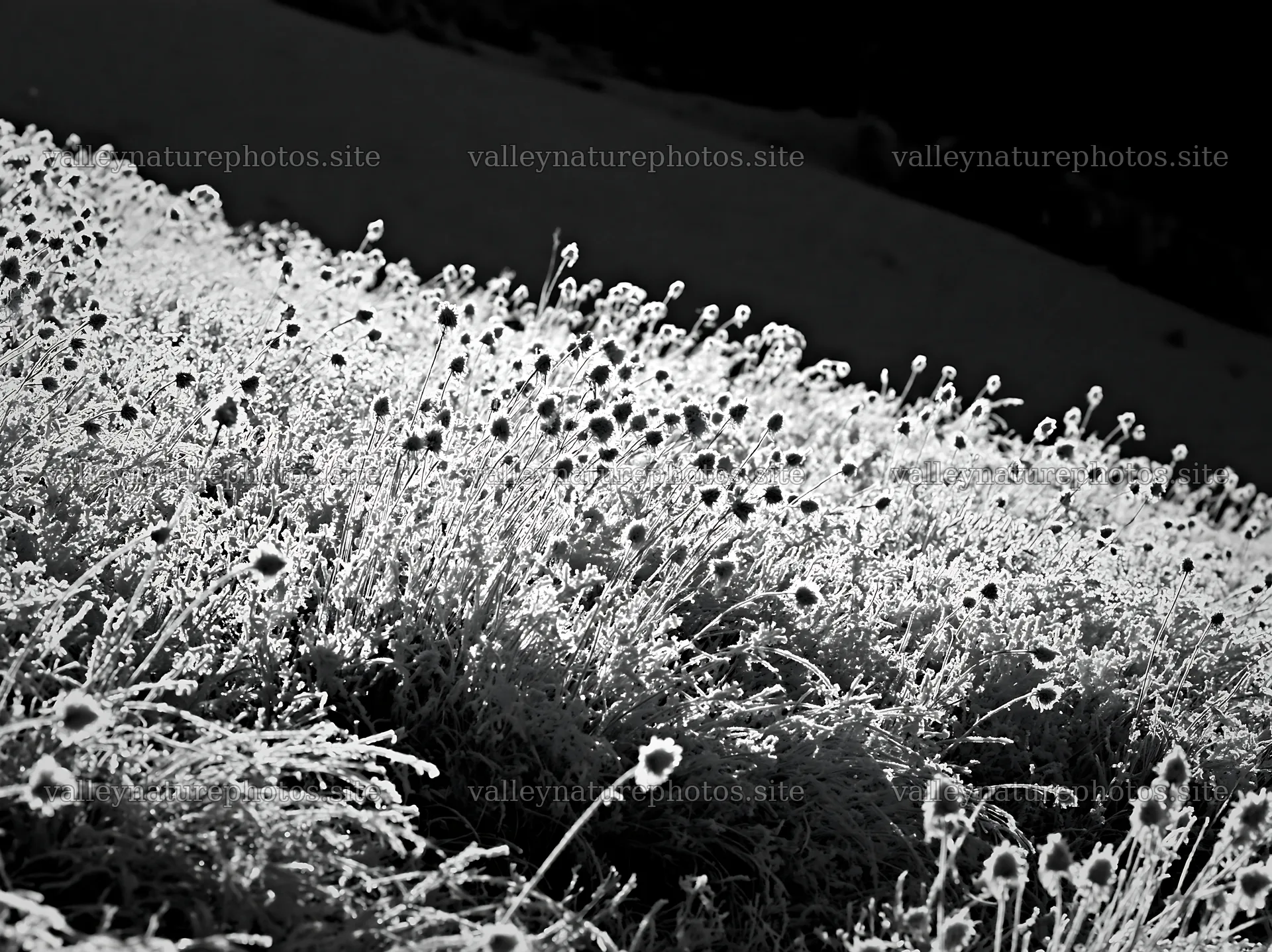 Meadow landscape in whiteout conditions with frost-covered plants – nature photography 9174x6866