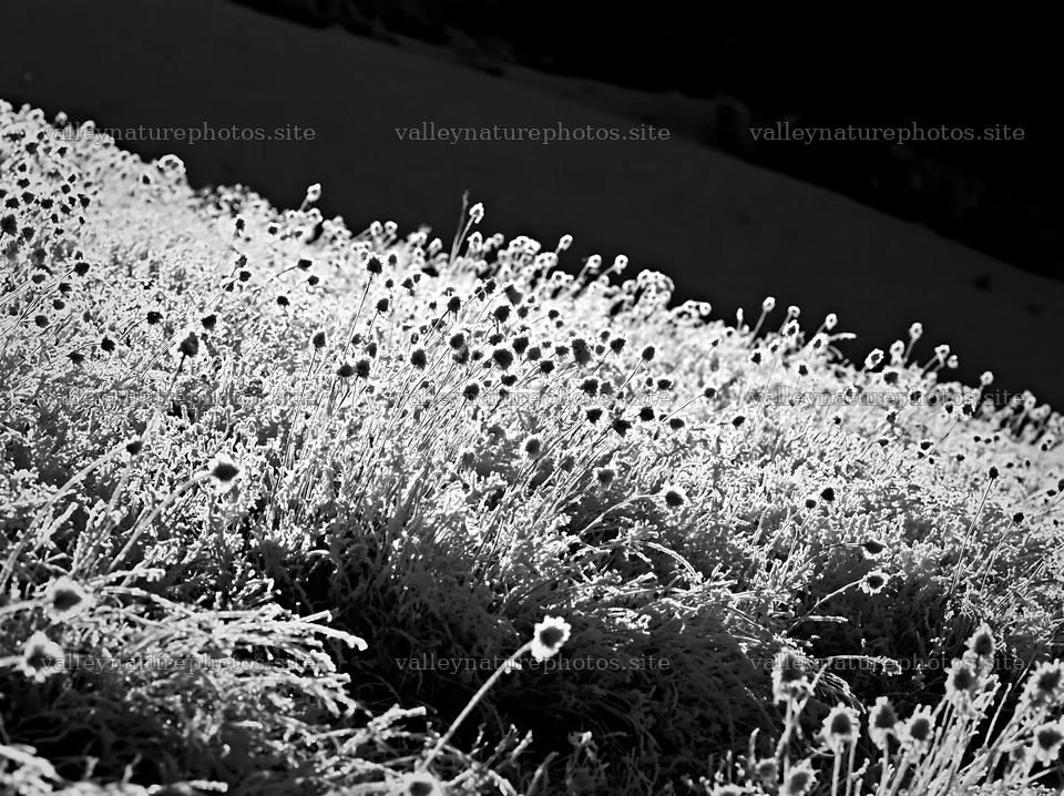 Meadow landscape in whiteout conditions with frost-covered plants – nature photography 9174x6866