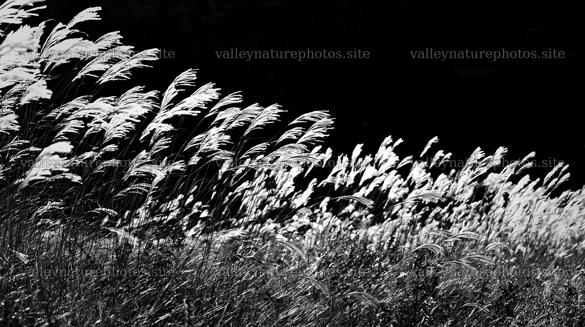 Meadow grass seedheads swaying in the sunlight – nature photography 10608x5938