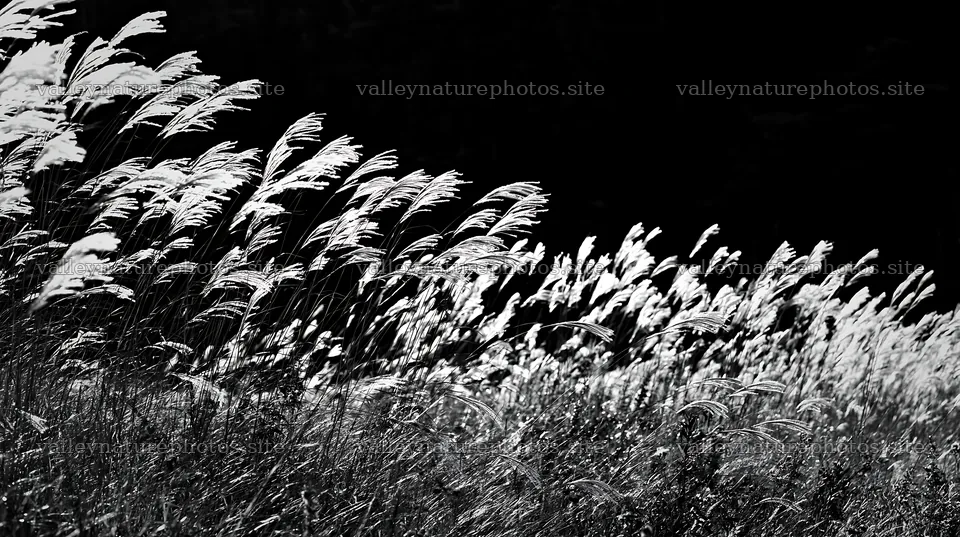 Meadow grass seedheads swaying in the sunlight – nature photography 10608x5938