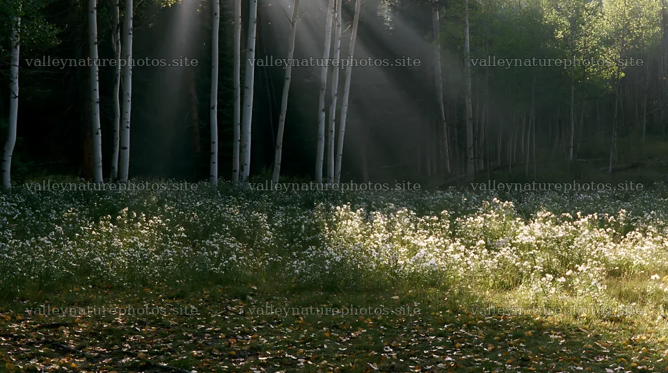 Bright rays shine through trees in a meadow – nature photography 10608x5938