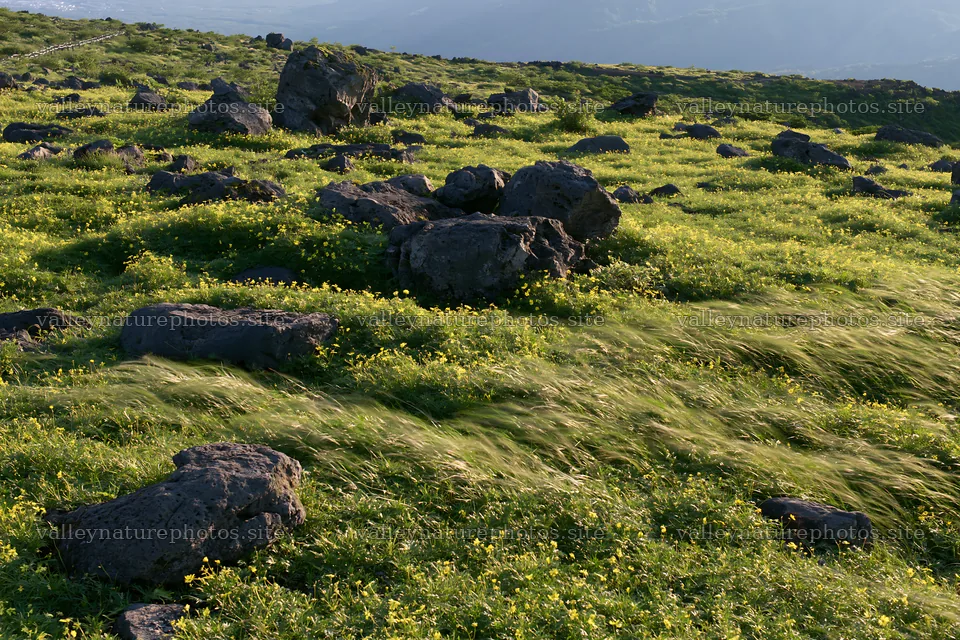 Yamanashi regenerative meadow with basalt stones in sunlight – nature photography 9722x6480
