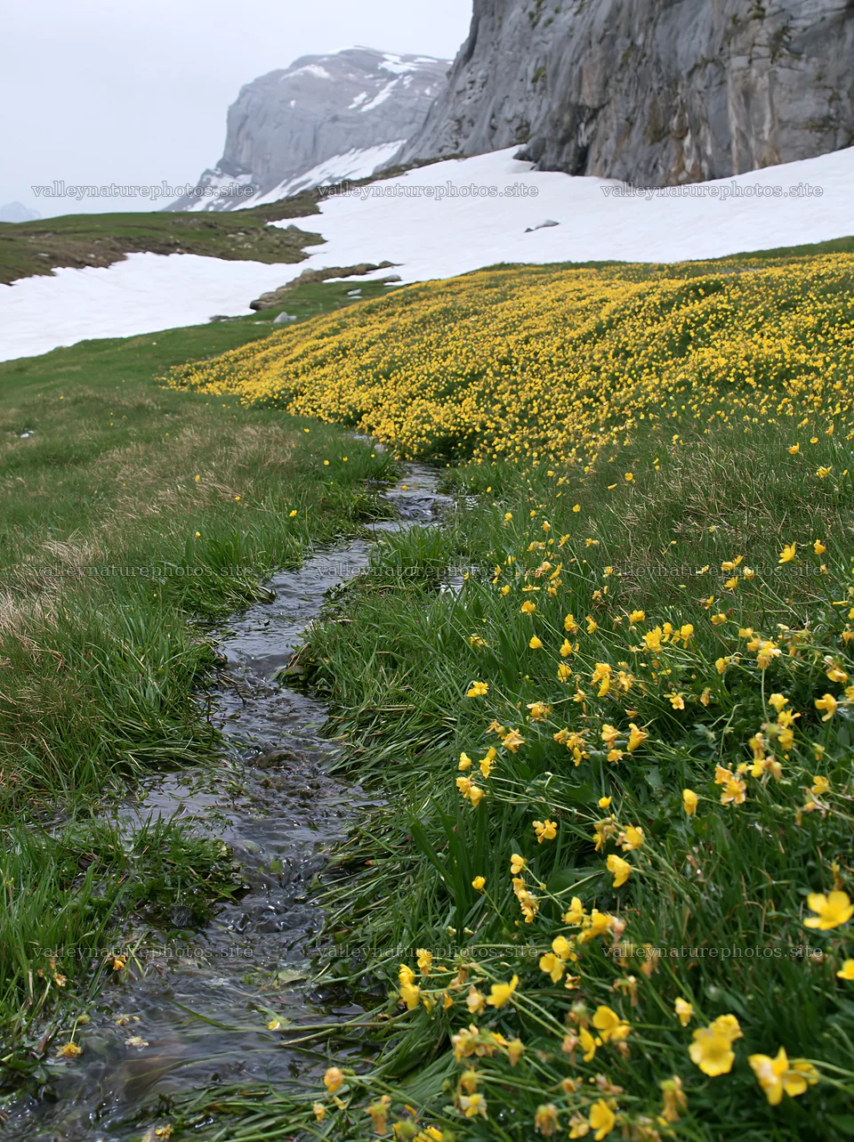 Buttercup meadow with stream and snowy mountains in the background – nature photography 6866x9174