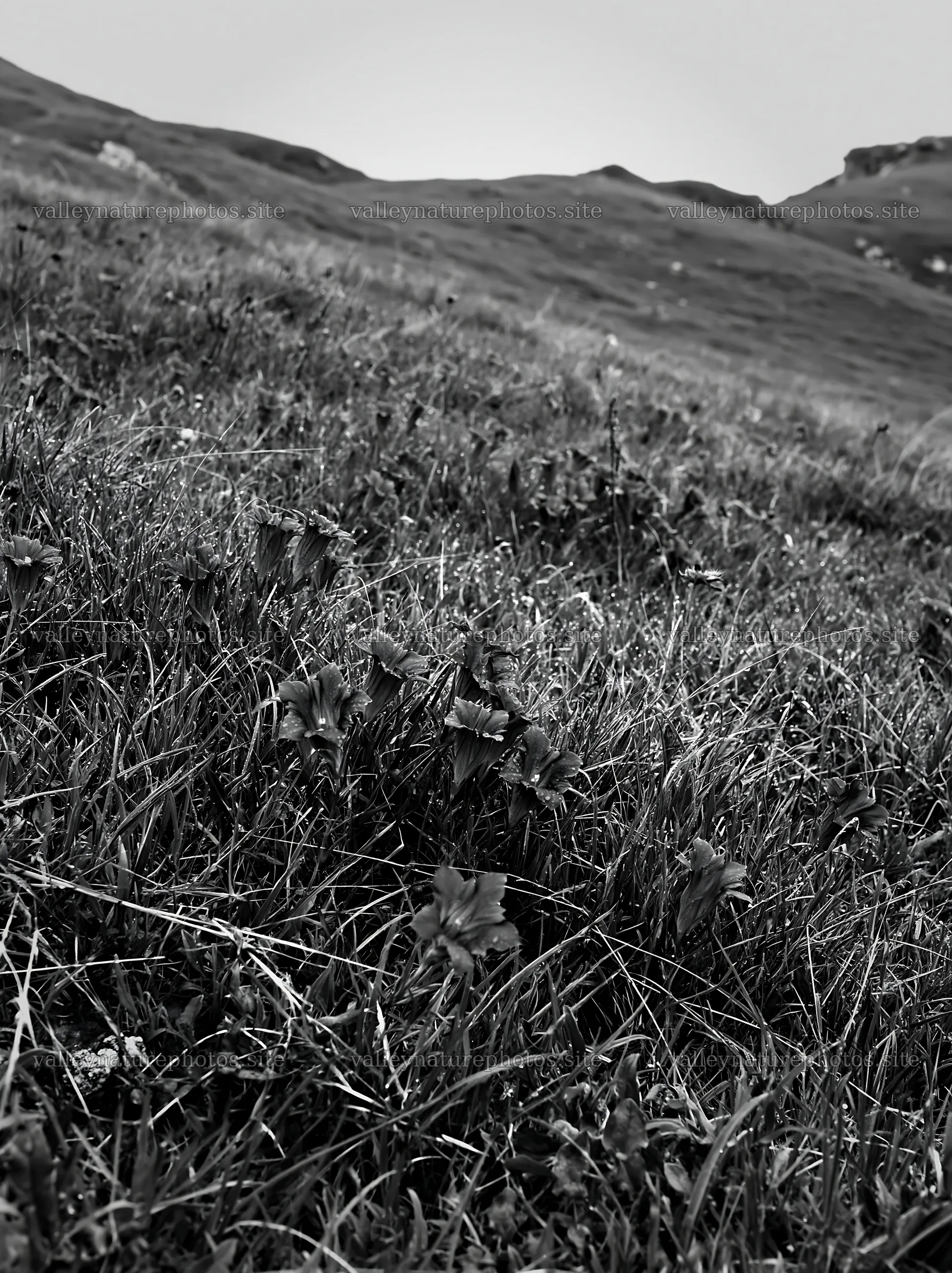 Cloudy foothill meadow with grass and plants – nature photography 6866x9174