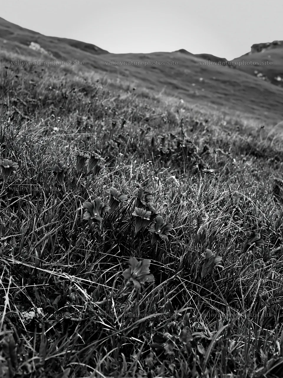 Cloudy foothill meadow with grass and plants – nature photography 6866x9174