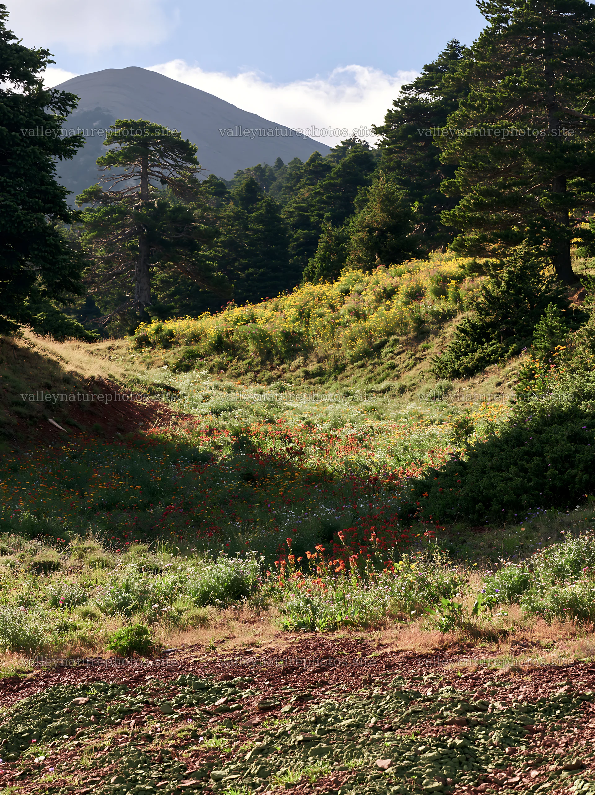 Regenerative meadow with wildflowers and mountain backdrop – nature photography 6866x9174