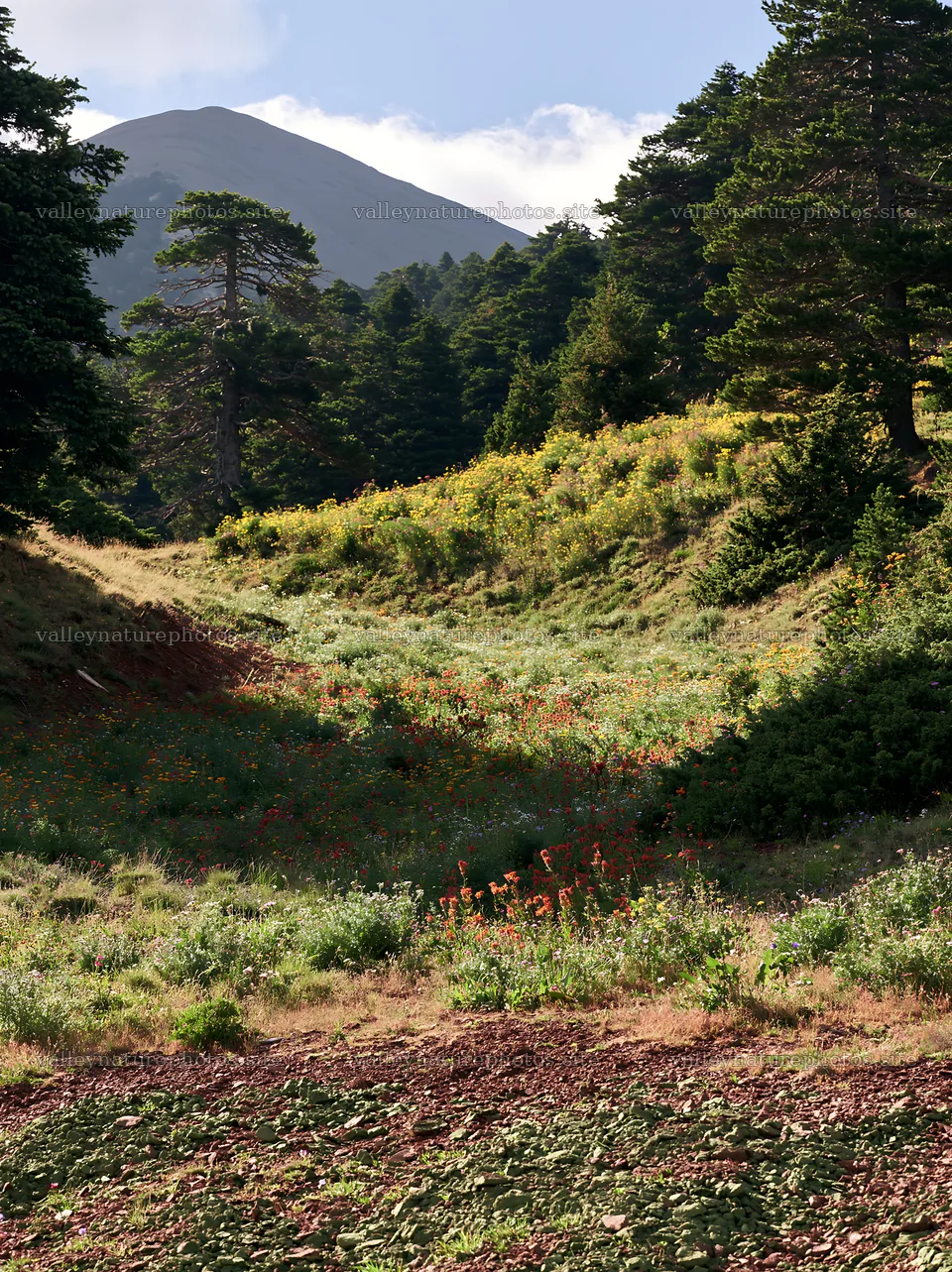 Regenerative meadow with wildflowers and mountain backdrop – nature photography 6866x9174