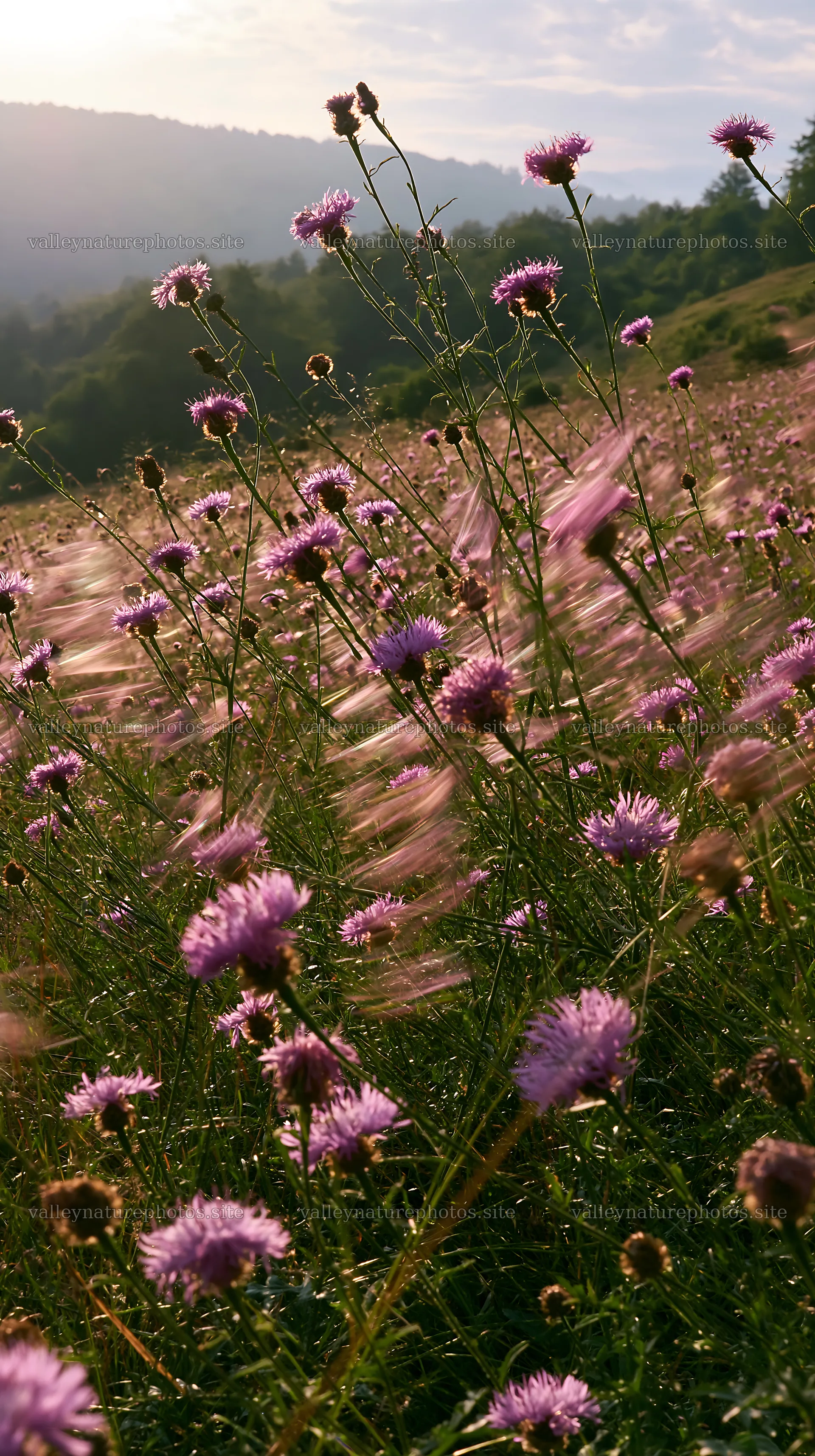 Knapweed flowers in a sunny meadow during a windy day – nature photography 5938x10608