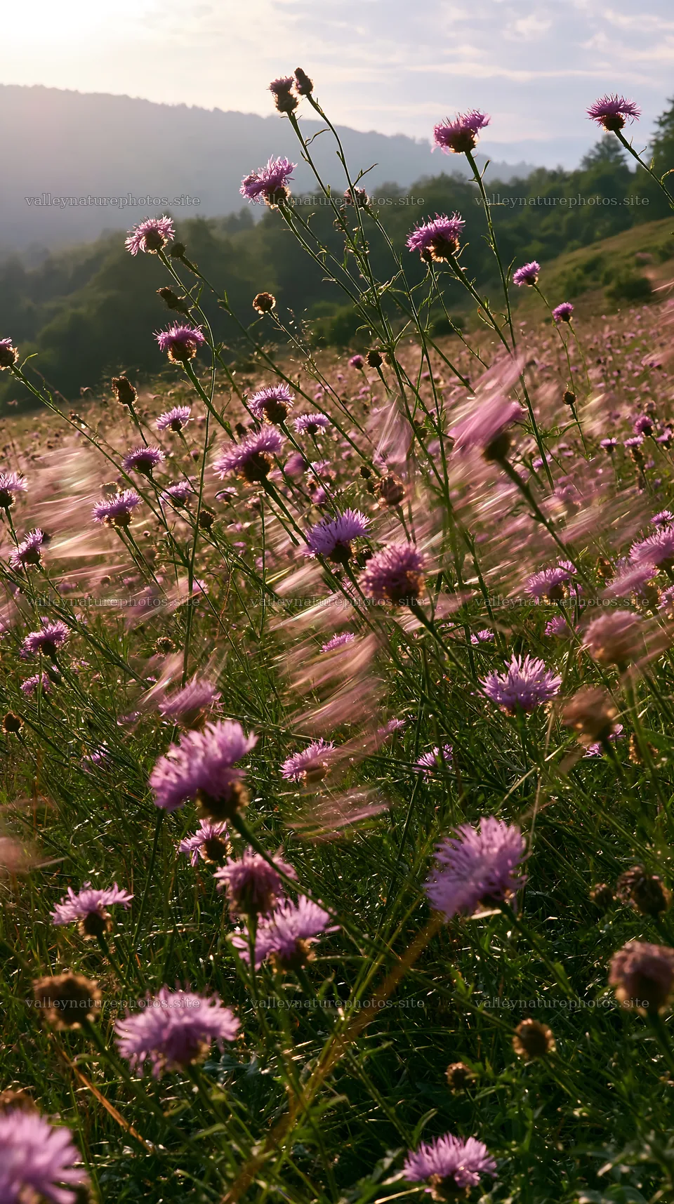 Knapweed flowers in a sunny meadow during a windy day – nature photography 5938x10608