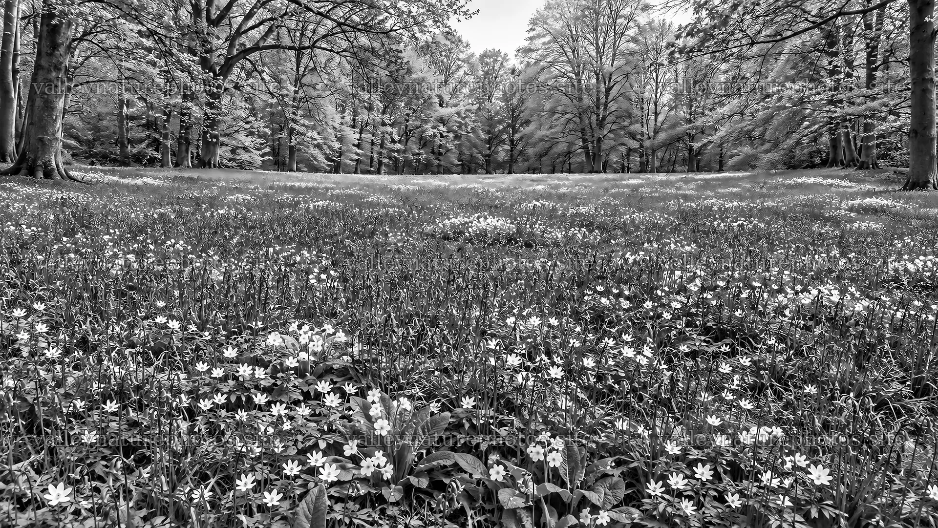 Monochrome Woodland Clearing With Wildflowers – nature photography 10324x5812