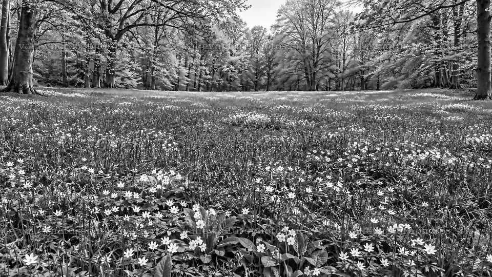 Monochrome Woodland Clearing With Wildflowers – nature photography 10324x5812