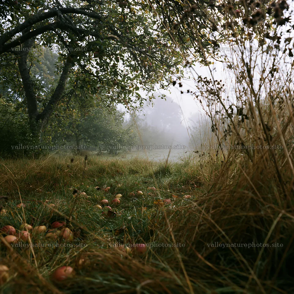 Moody orchard meadow in the morning fog – nature photography 7938x7938