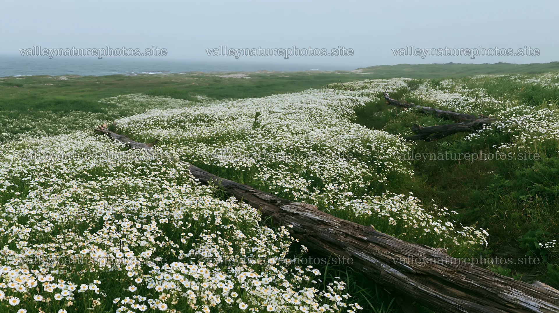 Ishikawa coastal meadow with driftwood and flowers – nature photography 10608x5938